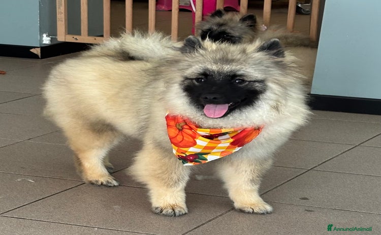 Wolfspitz cani a Provincia di Como - Annuncio 1
