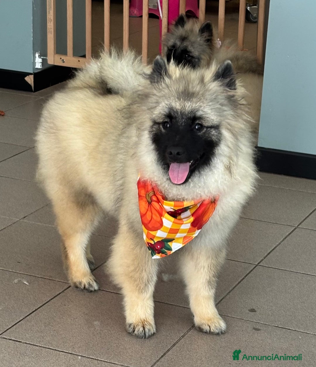 Wolfspitz cani in vendita: Cuccioli Wolfspitz/Keeshond a Provincia di Como - Immagine 1