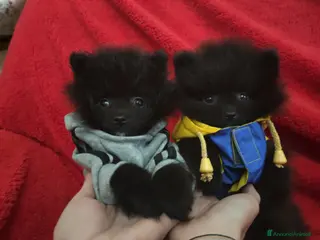 Volpino Pomerania cani Splitz di Pomerania - Annuncio 3