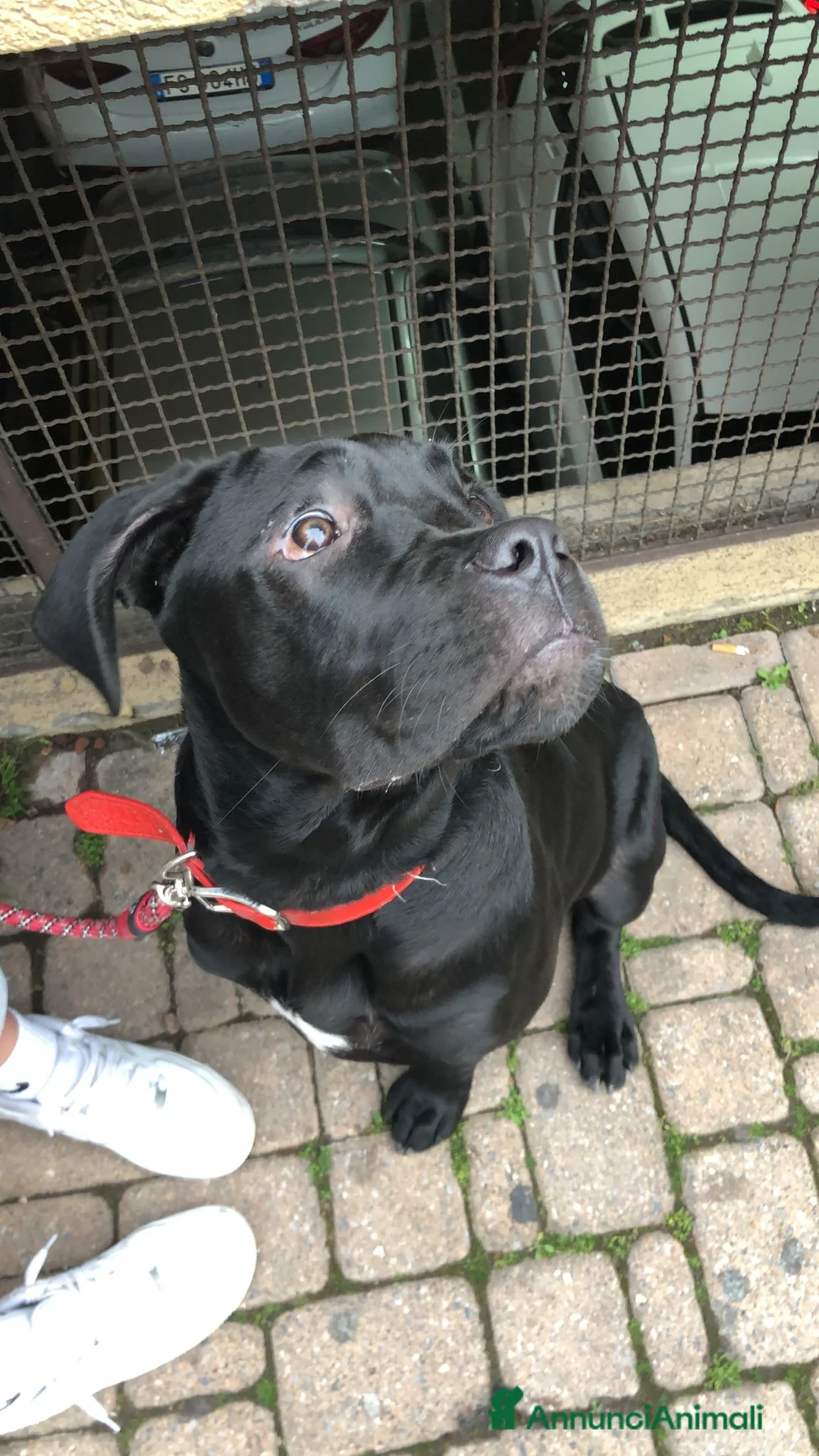Cane Corso cani in vendita: Cuccioli di cane corso  - Annuncio 25