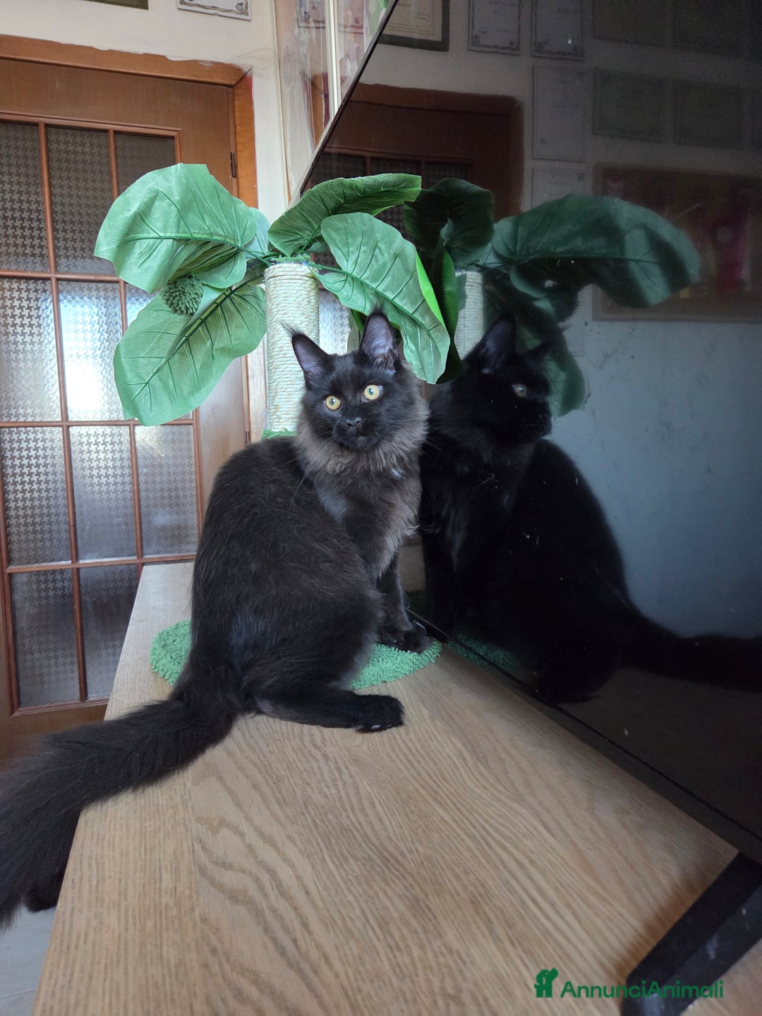 Maine Coon gatti in vendita: Ultimi 4 cuccioli Maine Coon - Annuncio 20