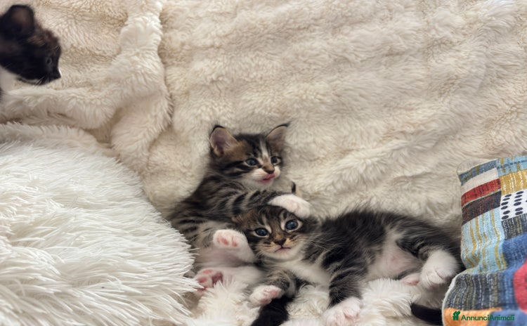 Maine Coon gatti a Provincia di Mantova - Annuncio 8