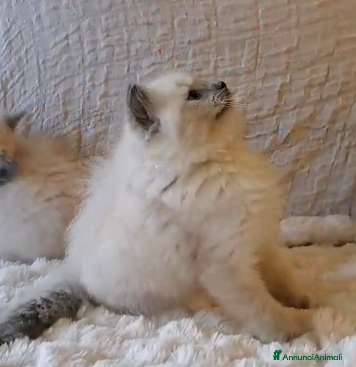 Ragdoll gatti Cuccioli ragdoll Lucca  - Annuncio 4