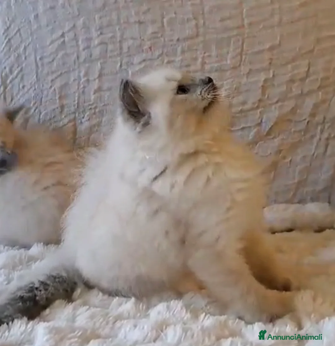Ragdoll gatti in vendita: Cuccioli ragdoll Lucca  - Annuncio 1