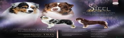 Australian Shepherd cani in vendita: Cucciole di Pastore Australiano  - Annuncio 3