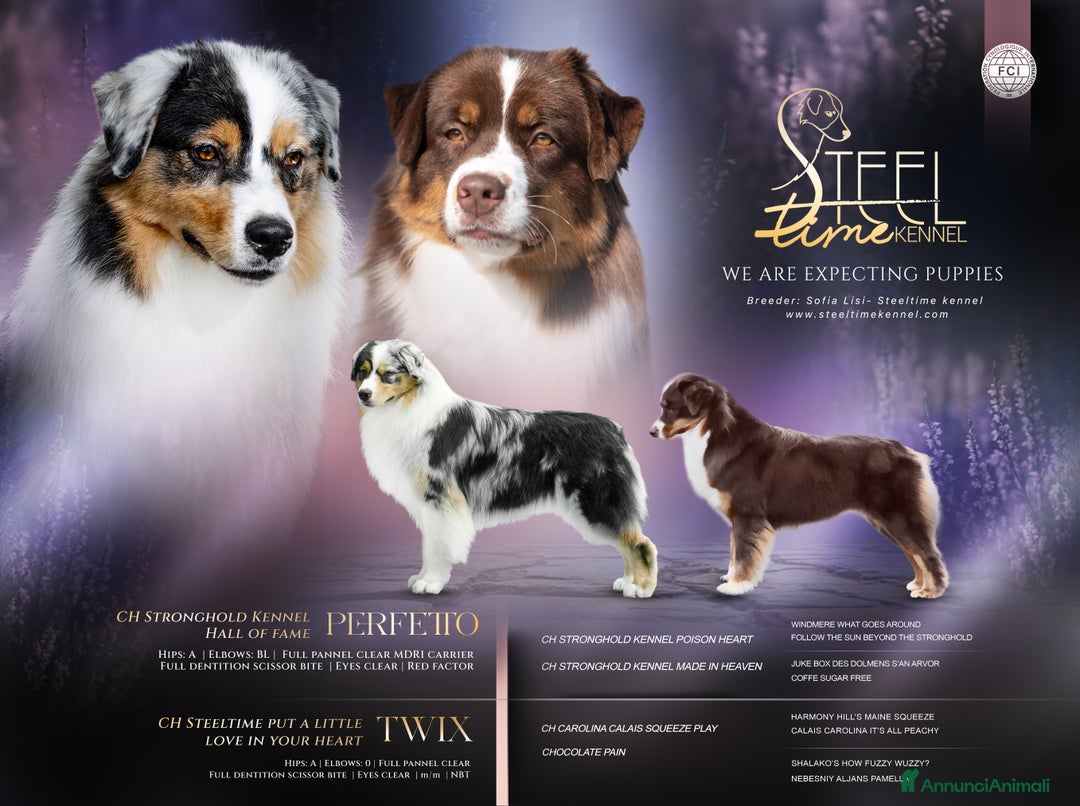 Australian Shepherd cani in vendita: Cucciole di Pastore Australiano  - Annuncio 3