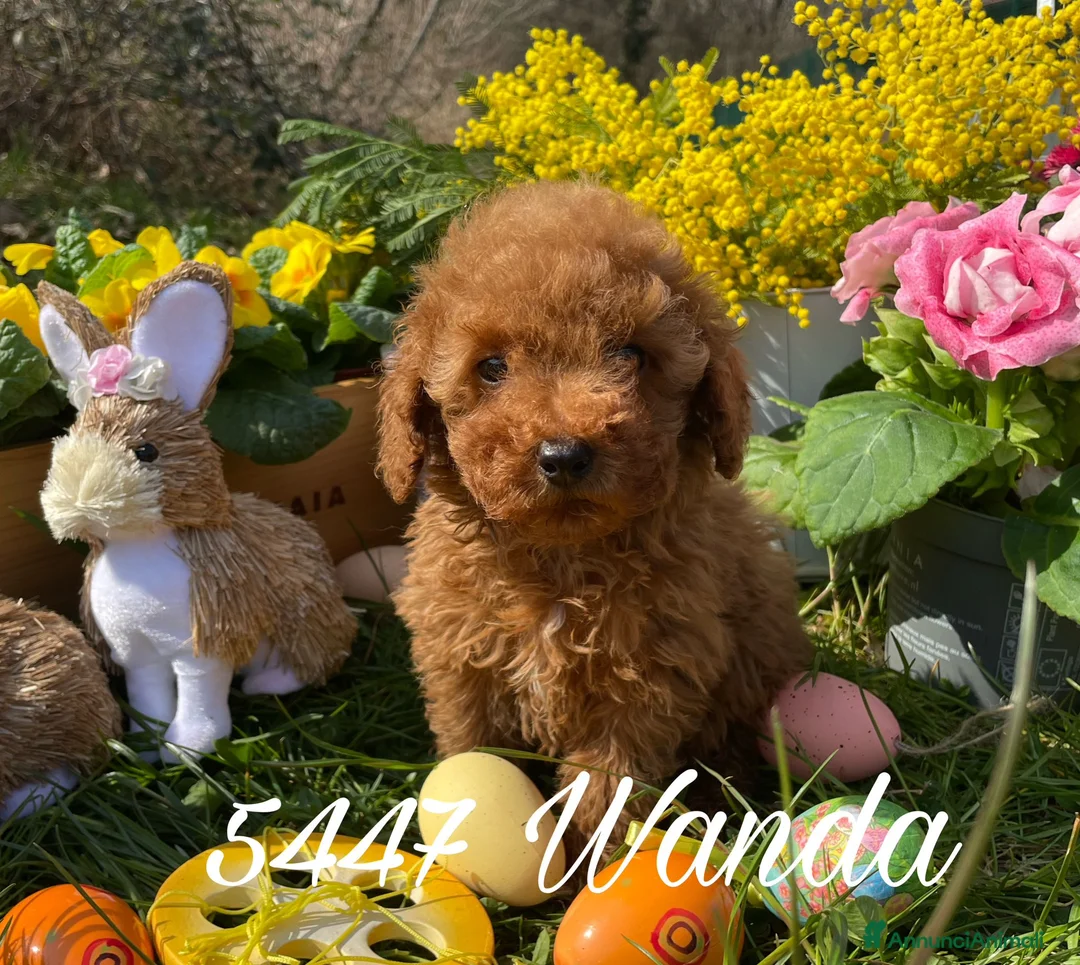 Immagine della galleria {{count}}