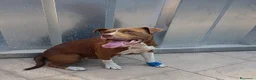 Pitbull cani in regalo: DALILA gentile e socievole - Annuncio 6