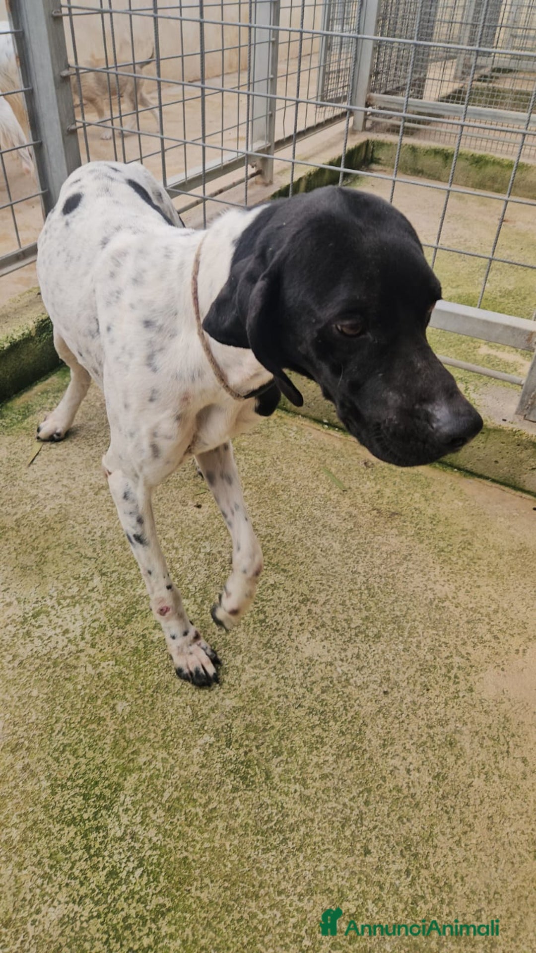 Pointer cani in regalo: Valentino: pointerino dolcissimo con tutti  - Annuncio 6