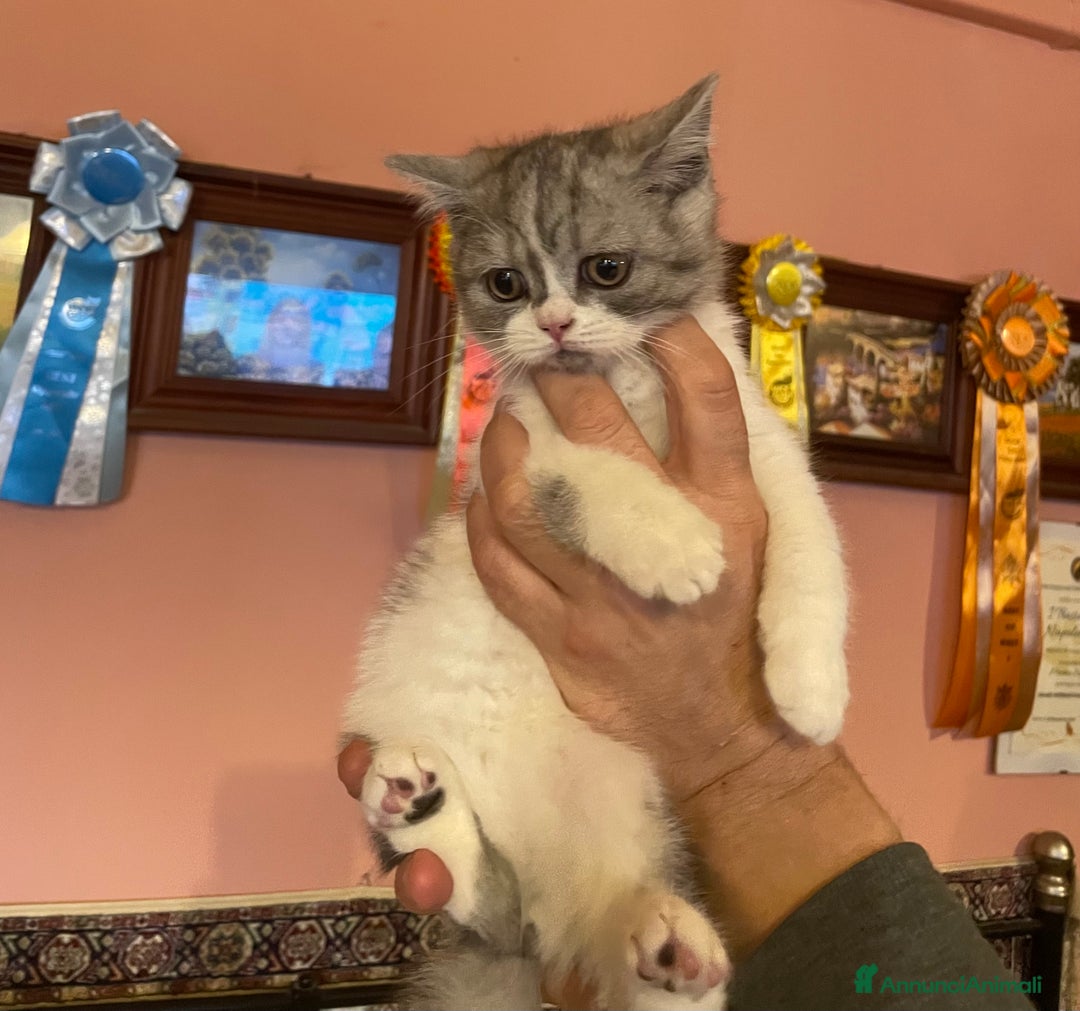 Scottish gatti in vendita: CUCCIOLI SCOTTISH STRAIGHT MASCHIO E FEMMINA  - Annuncio 5