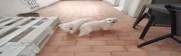 Maltese cani in vendita: Vendita 2 Maltesi femmine a Gubbio  - Annuncio 8