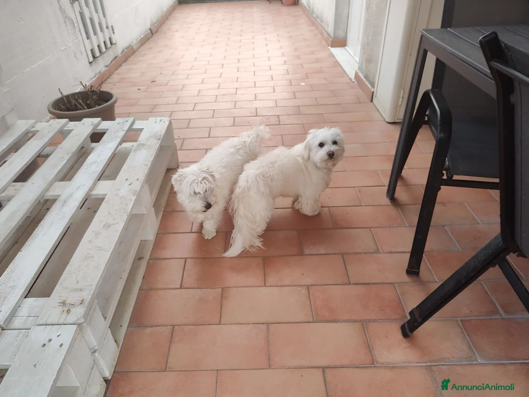 Maltese cani in vendita: Vendita 2 Maltesi femmine a Gubbio  - Annuncio 8