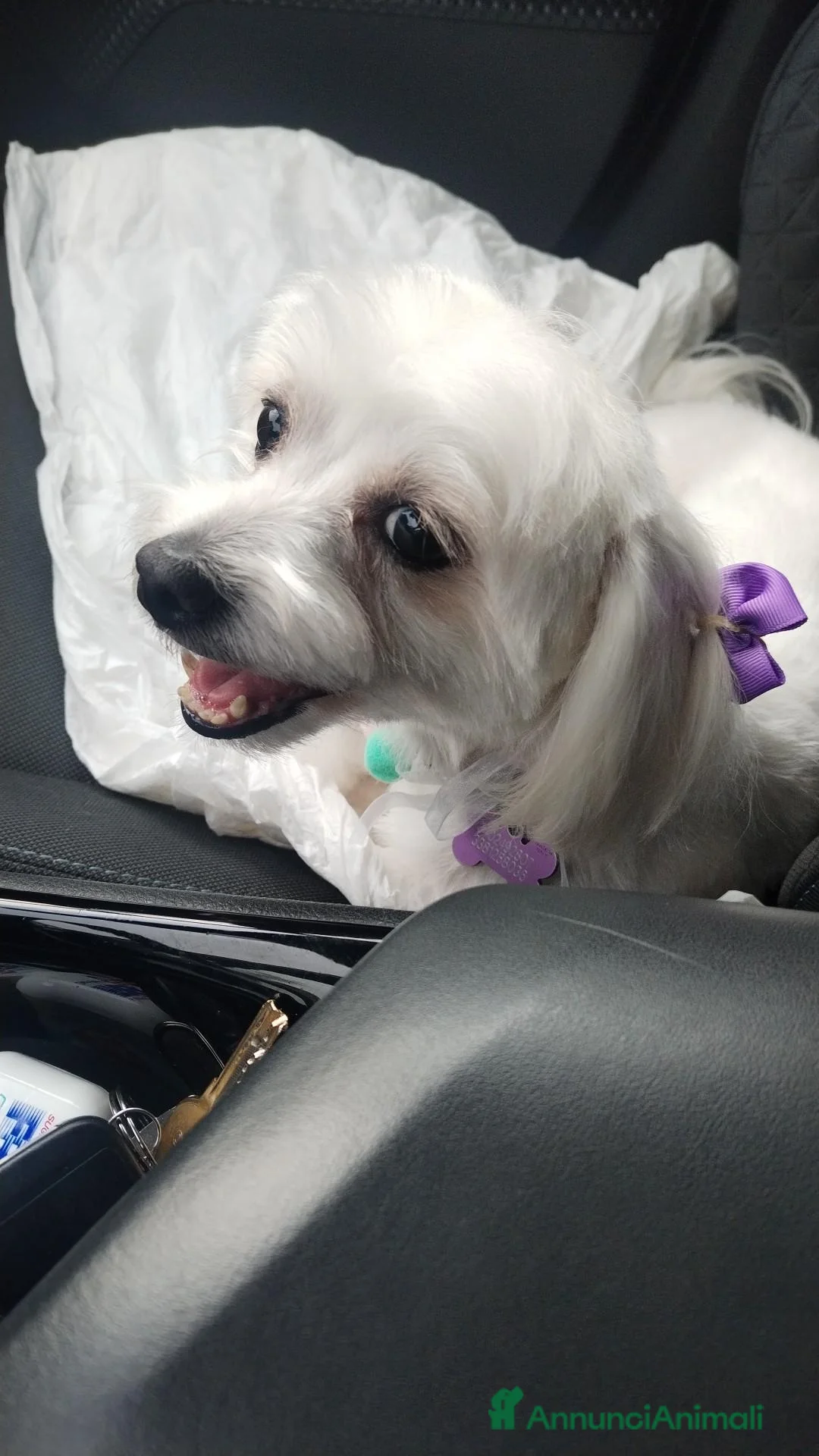 Maltese cani in regalo: REGALO CAGNOLINA MALTESE a Provincia di Vicenza - Annuncio 2