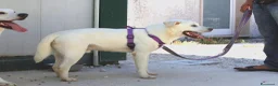 Meticcio cani in regalo: Zack stupendo e dolce cucciolo in adozione  - Annuncio 2