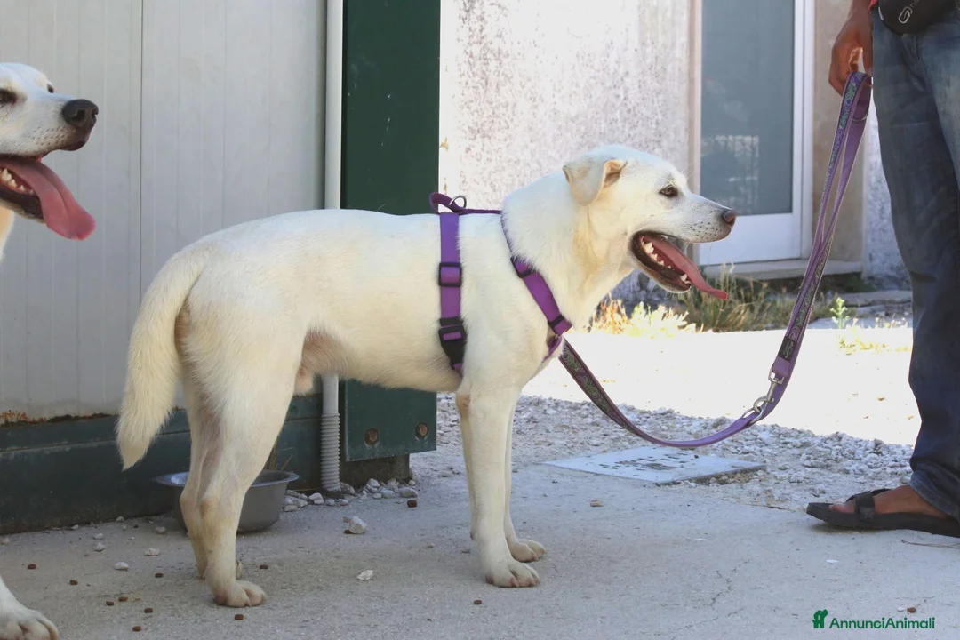 Meticcio cani in regalo: Zack stupendo e dolce cucciolo in adozione  - Annuncio 2