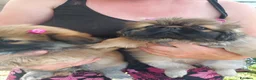 Pechinese cani in vendita: piccoli cuccioli di pechinese - Annuncio 3