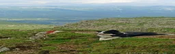 Border Collie cani in vendita: Cuccioli di Border Collie con pedigree  a Provincia autonoma di Bolzano - Alto Adige - Annuncio 6