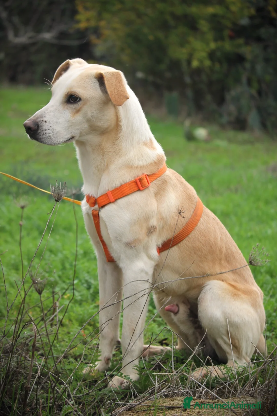 Meticcio cani in regalo:  SPIKE - 1 anno – Taglia media - Annuncio 4