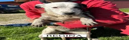Meticcio cani in regalo: Regina, la 2^ di 3 cucciole bellissime e monelle - Annuncio 7