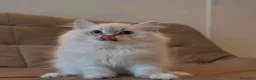 Ragdoll gatti in vendita: Bellissimi cuccioli di ragdoll - Annuncio 5