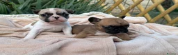 Bulldog Francese cani in vendita: Cucciolo bulldog francese  - Annuncio 7