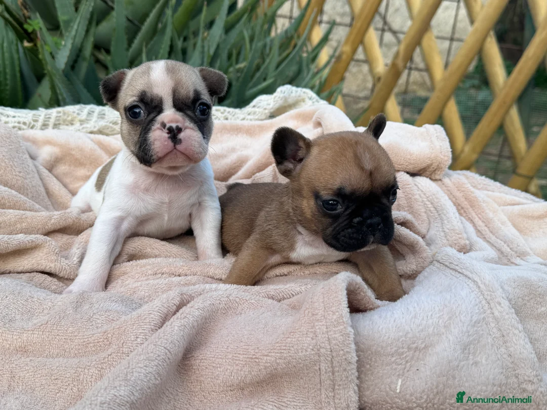 Bulldog Francese cani in vendita: Cucciolo bulldog francese  - Annuncio 7