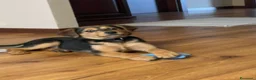 Meticcio cani in vendita: Cucciolo meticcio nero focato a Provincia di Lecco - Annuncio 3