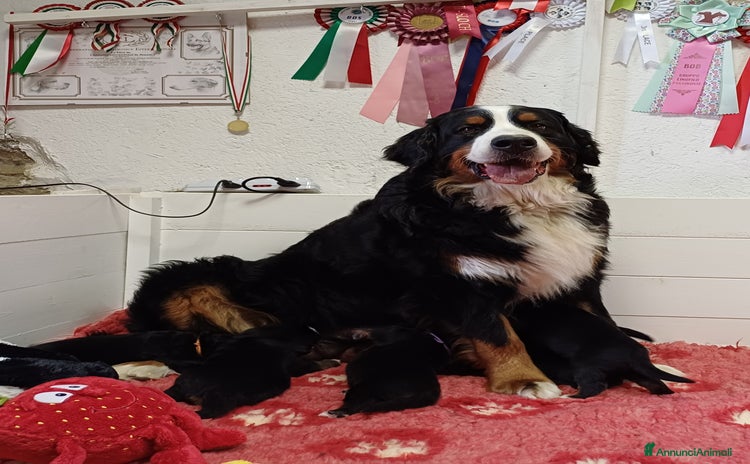 Bovaro del Bernese cani a Città Metropolitana di Firenze - Annuncio 1