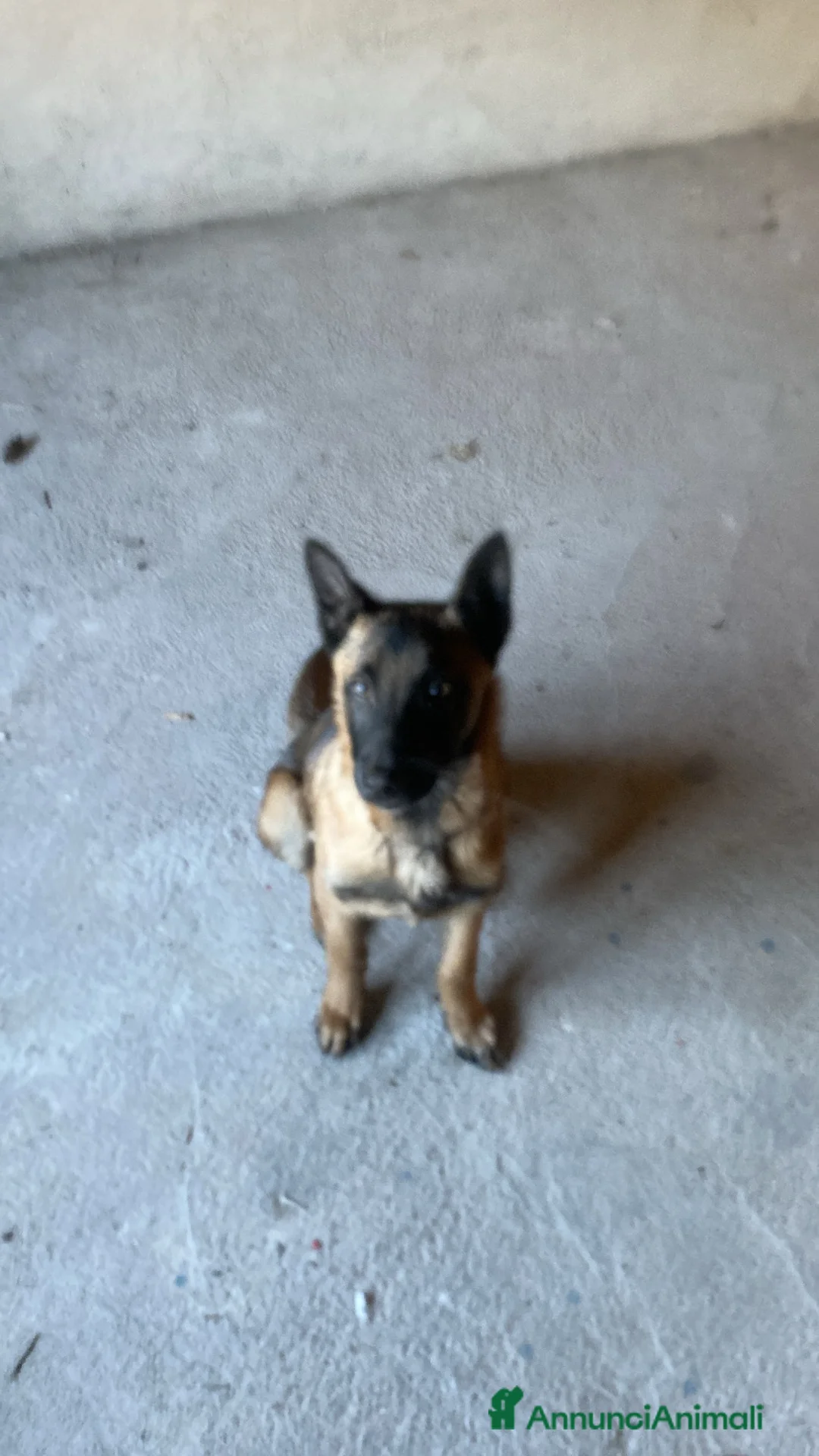 Pastore Belga cani in vendita: Pastore belga di nome Tayson  a Provincia di Brescia - Annuncio 1