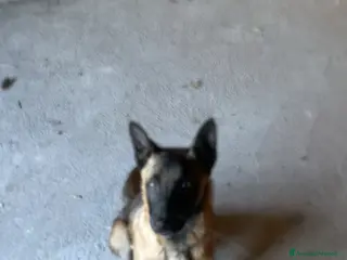 Pastore Belga cani Pastore belga di nome Tayson - Annuncio 1