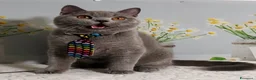 Scottish gatti in vendita: Scottish Straight Marloy - Annuncio 6