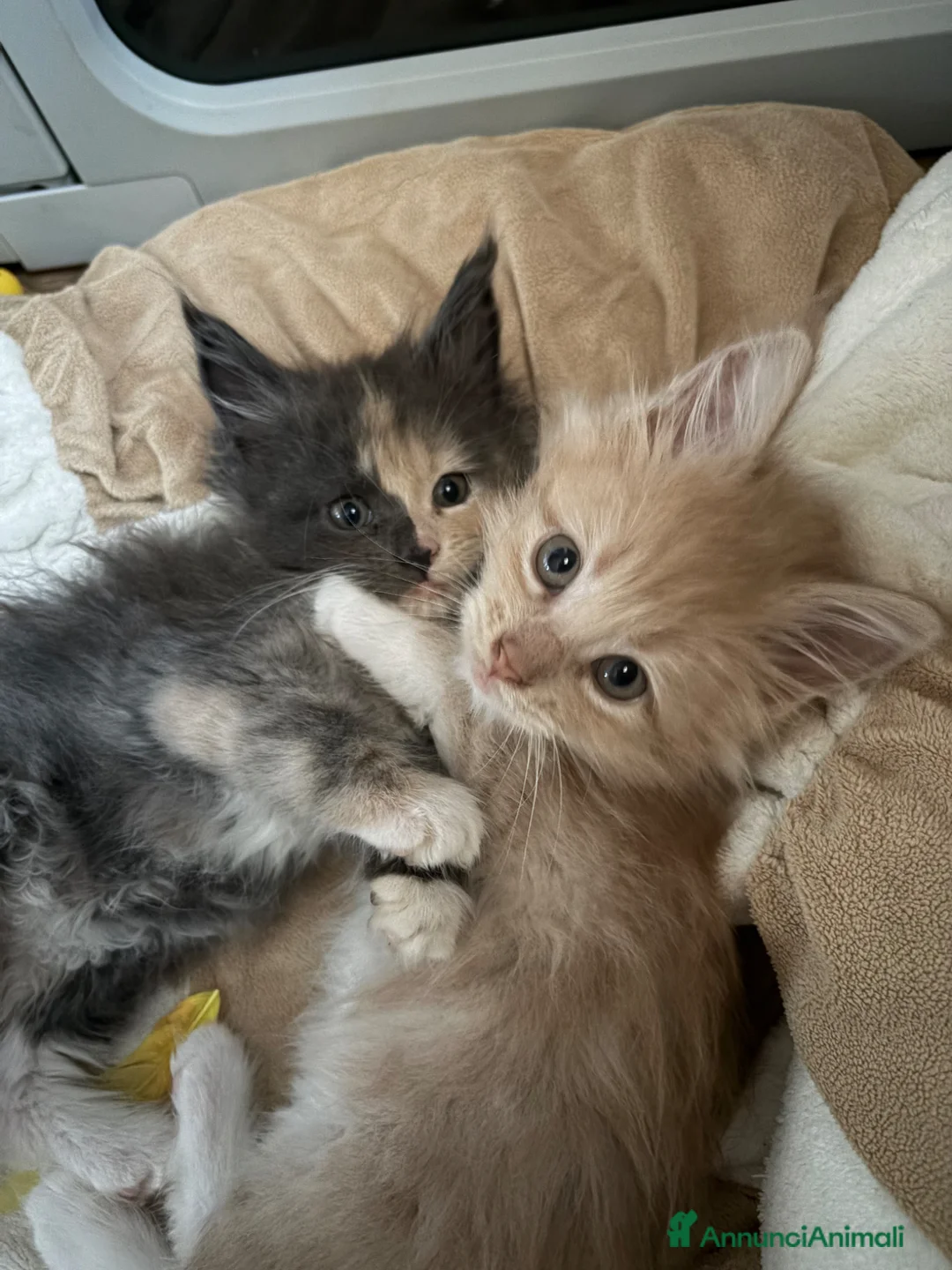 Maine Coon gatti in vendita: Cuccioli Maine coon con pedigree  a Provincia di Cremona - Annuncio 2