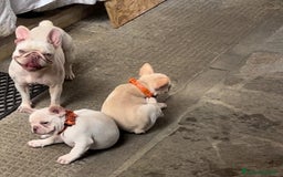 Bulldog Francese cani in vendita: French Bulldog Femmina  - Immagine 4