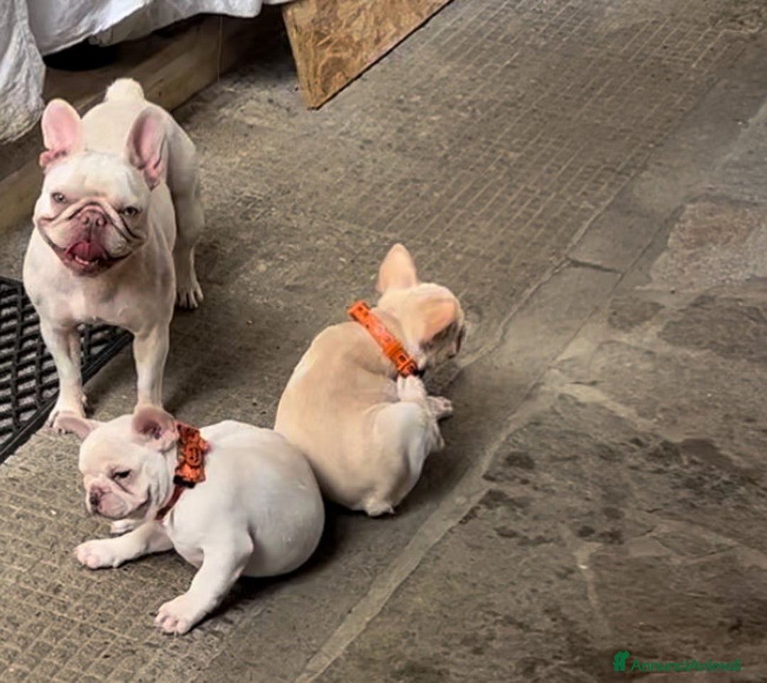 Bulldog Francese cani in vendita: French Bulldog Femmina  - Annuncio 4