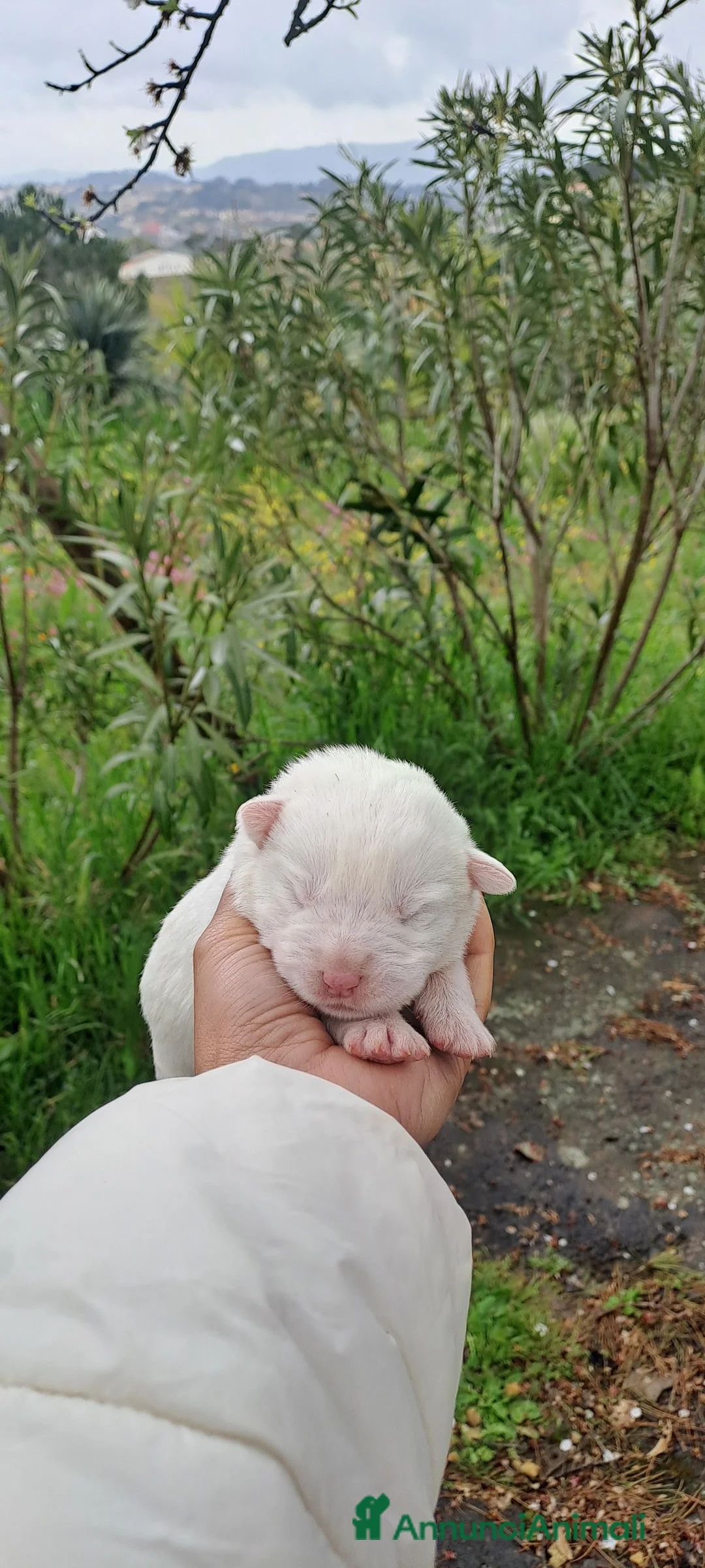 Meticcio cani in regalo: Cuccioli  di incrocio maremmano  e labrador  a Città metropolitana di Catania - Annuncio 6