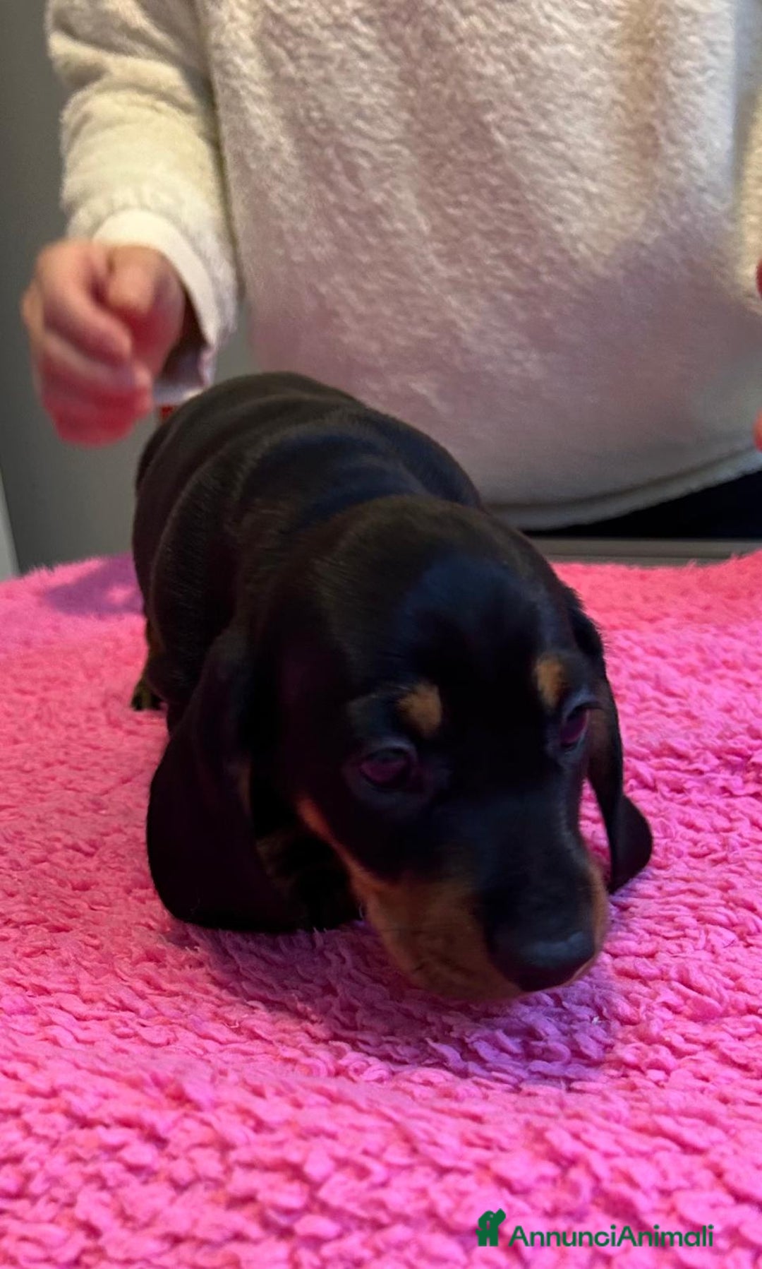 Bassotto cani in vendita: Bassotti Tedeschi Nani a Pelo Corto-Pedigree  - Annuncio 22