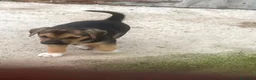 Meticcio cani in regalo: Il piccolo Tarzan aspetta te - Annuncio 5