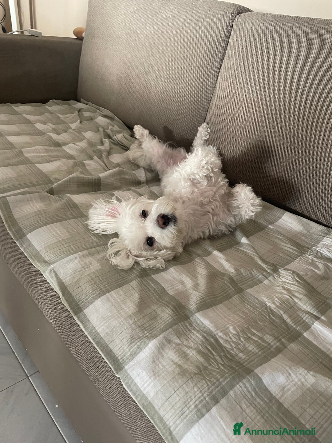 Maltipoo cani per accoppiamento: Gratis!!! - Annuncio 3