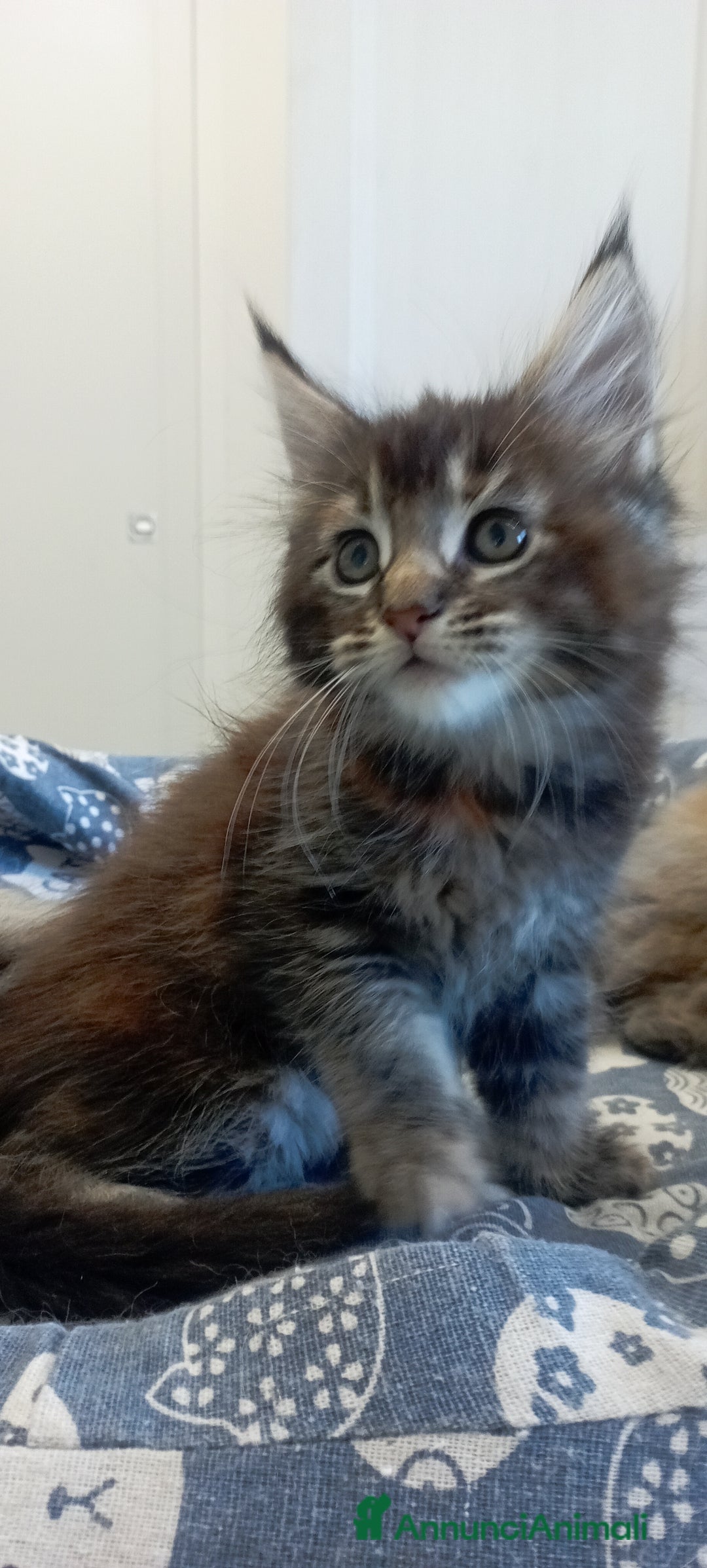 Maine Coon gatti in vendita: Maine Coon con pedigree  - Annuncio 14