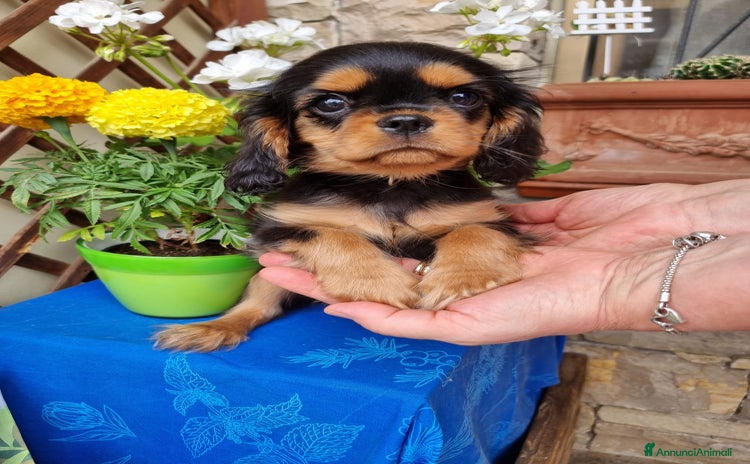 Cavalier King cani a Provincia di Bergamo - Annuncio 9