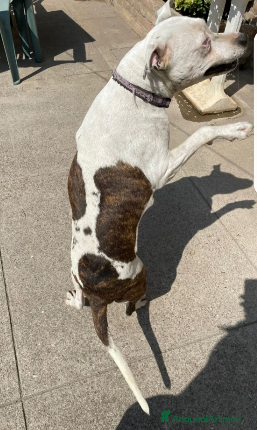 Pitbull cani in regalo: Pitbull femmina 4/5anni ha xso 1occhietto.CREMONA - Annuncio 6