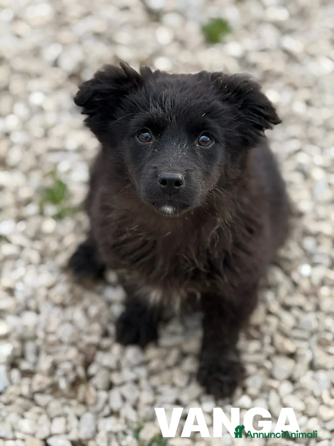 Meticcio cani in regalo: VANGA, tenera cucciola TAGLIA PICCOLA! - Annuncio 2