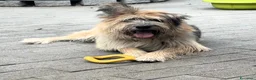 Meticcio cani in regalo: SPANK CERCA CASA - Annuncio 5
