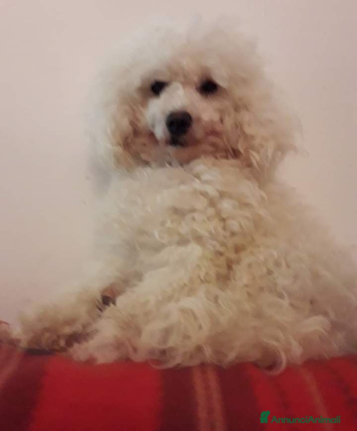 Barboncino cani Barboncino champagne  - Annuncio 2