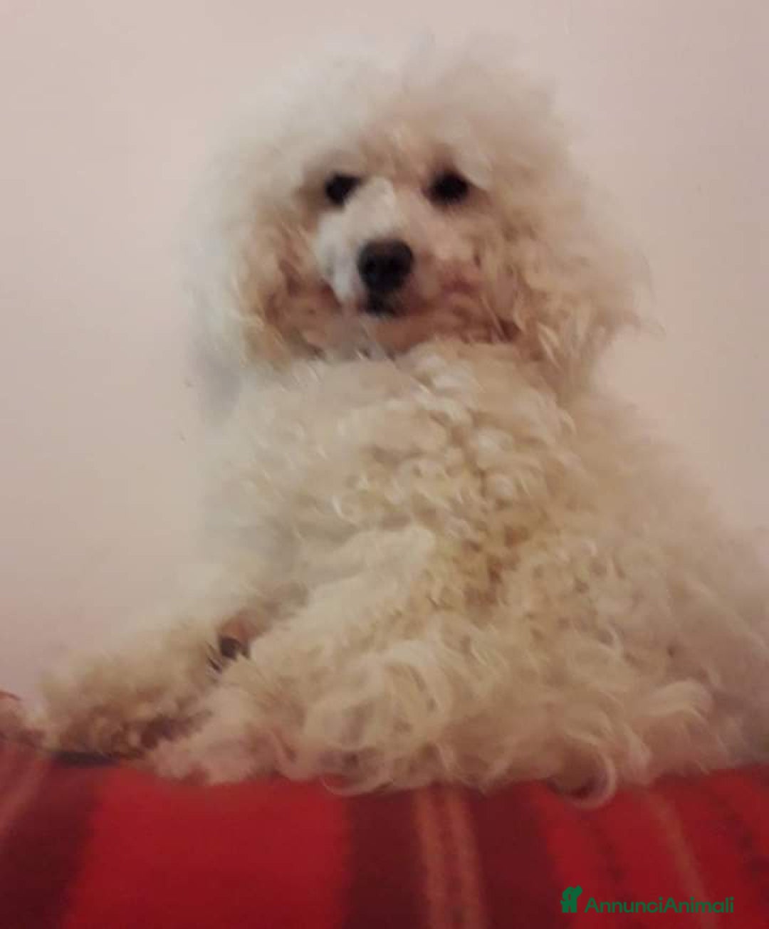 Barboncino cani in vendita: Barboncino champagne  - Annuncio 2