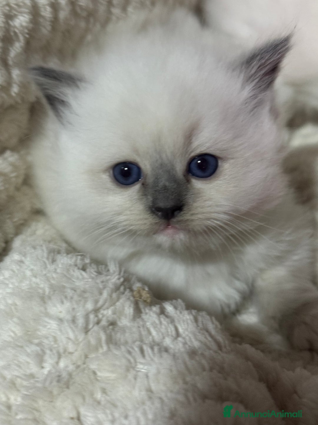 Ragdoll gatti in vendita: Dolcissimi Cuccioli Ragdoll  - Annuncio 6