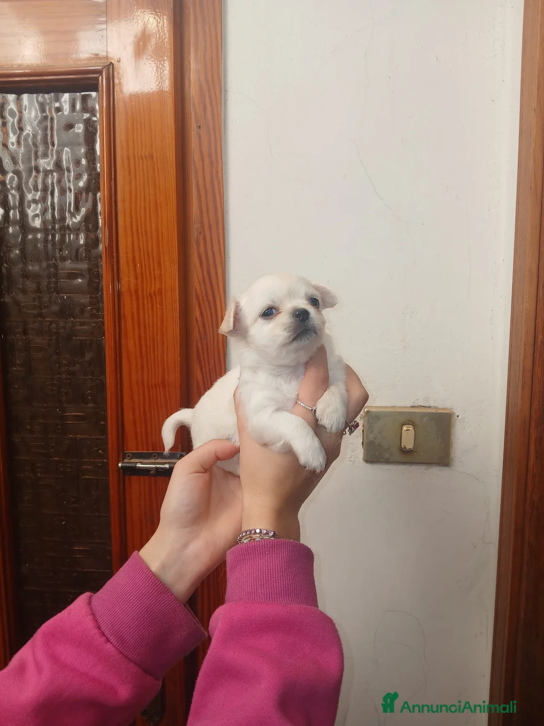 Chihuahua cani in vendita: Cuccioli di chihuahua toy  - Annuncio 3