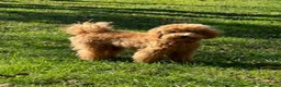 Barboncino cani in vendita: Barboncino ❤️ disponibile da subito  - Annuncio 4