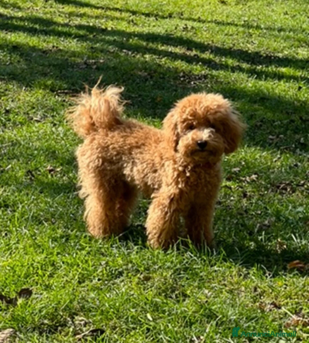 Barboncino cani in vendita: Barboncino ❤️ disponibile da subito  - Annuncio 4