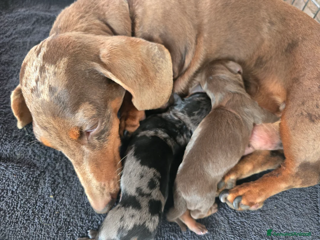 Bassotto cani in vendita: Bassotto tedesco  a Città metropolitana di Roma Capitale - Annuncio 2